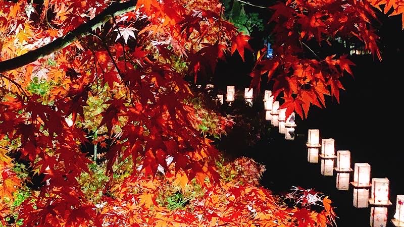 白鳥庭園　秋　紅葉　ライトアップ