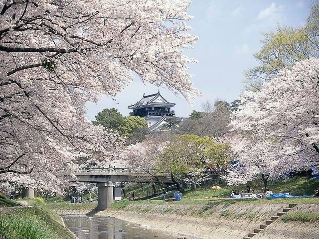 花見　岡崎城　桜