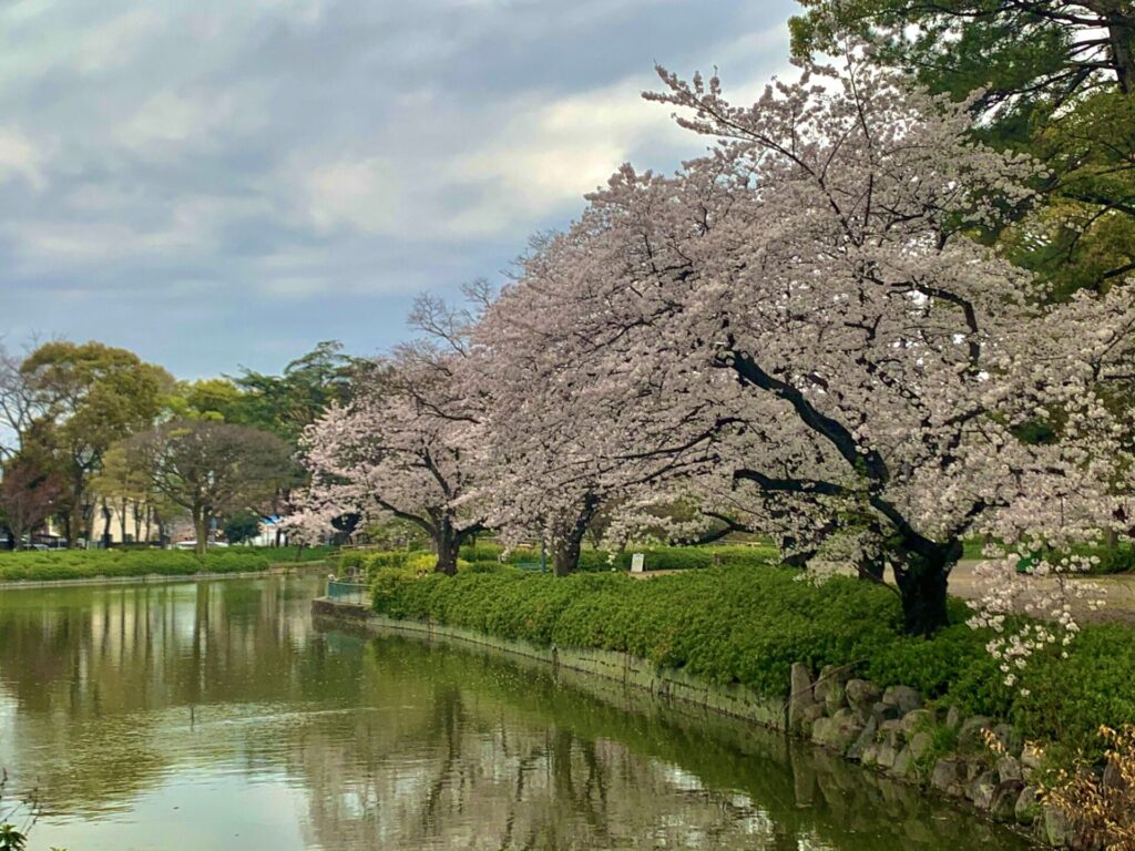 名城公園　桜