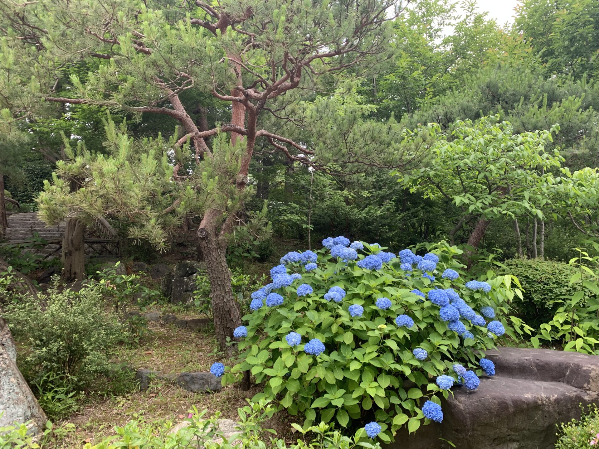 白鳥庭園　アジサイ　６月　梅雨