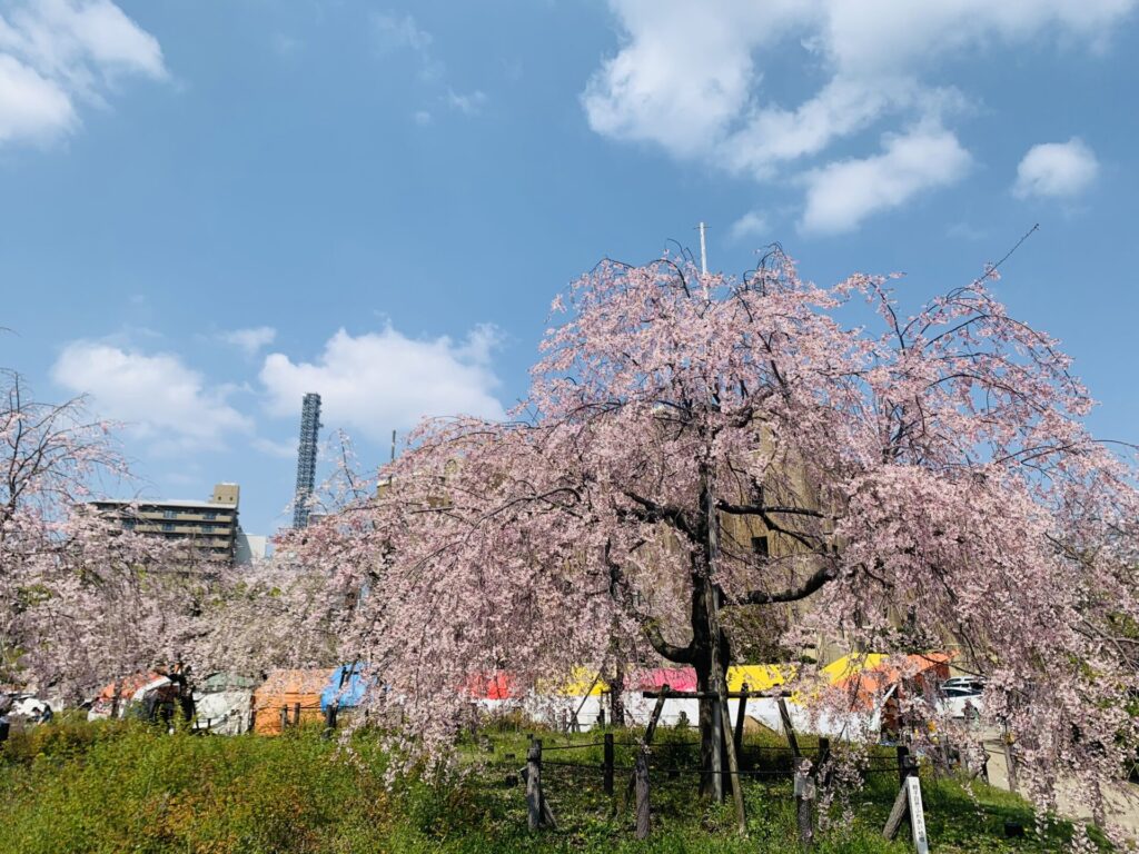 鶴舞公園　お花見　桜
