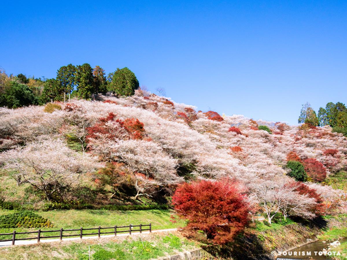 川見四季桜の里　さくらと紅葉を楽しめる　豊田市