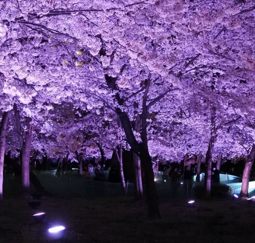 鶴舞公園　夜桜