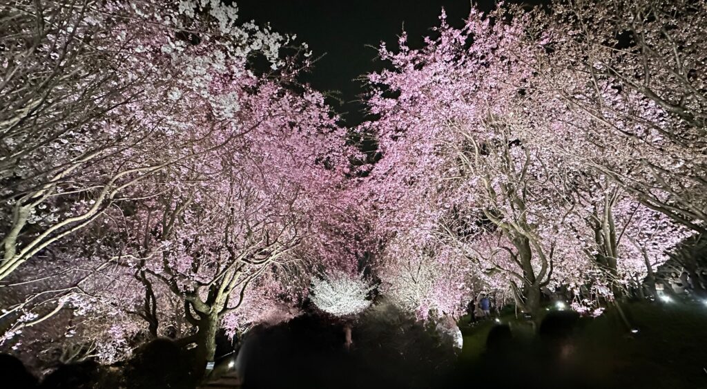 東山動植物園　宵の八重桜散歩　夜桜　春
