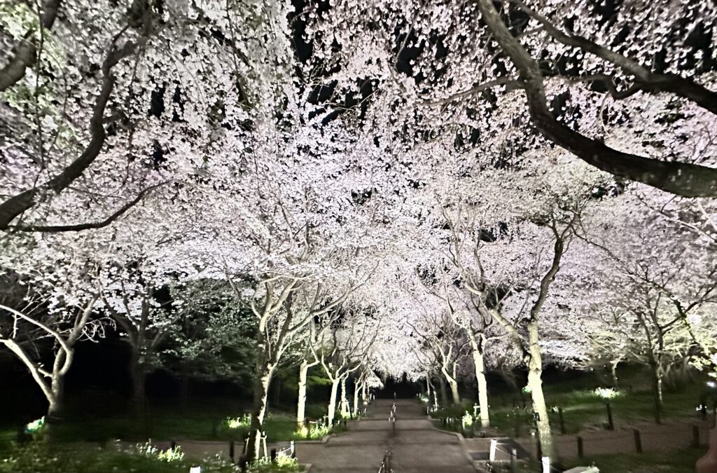 東山動植物園　宵の八重桜散歩　夜桜　春　ライトアップ