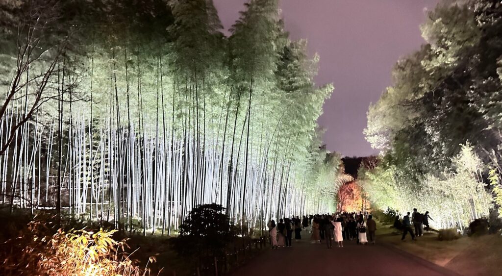 東山動植物園　宵の八重桜散歩　夜桜　竹林　ライトアップ　春