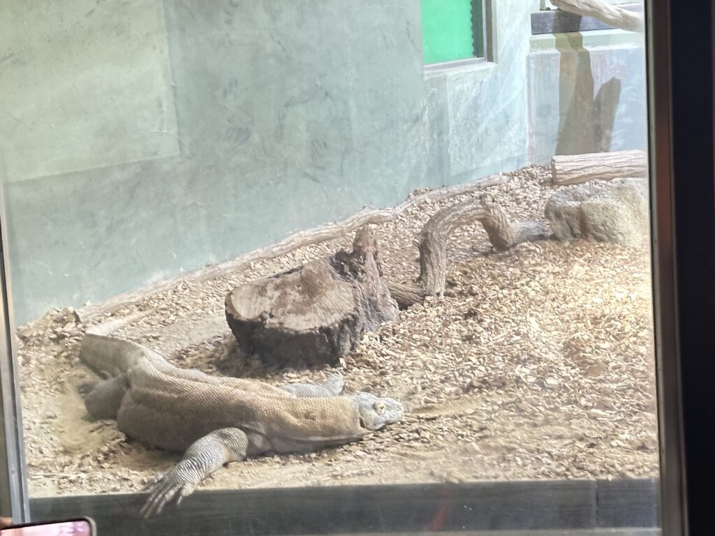 東山動物園　ナイトズー　　　コモドオオトカゲ　