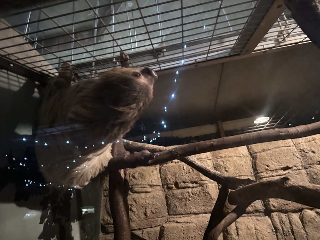 東山動物園　ナイトズー　　ナマケモノ